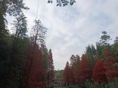 -云溪植物园