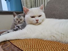 -南锣肥猫·麻辣烤鱼·15年现烤现卖(通州领展店)