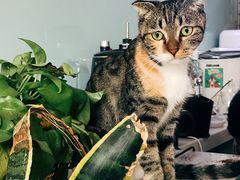 -平行世界·猫咖(首经贸店)