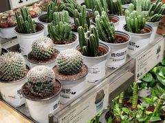 -鹿岛生活(熙地港店)