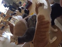 -猫咖时代(中山亭店)