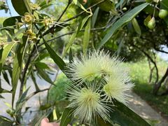 -南宁良凤江国家森林公园