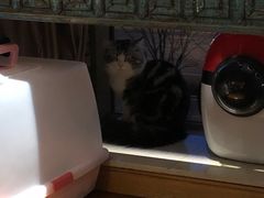 -猫大福·Fortune Cat猫舍(百子湾店)
