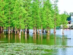 -白鹭湾湿地公园