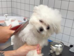 -瑞派康怡24h宠物医院·犬猫医疗中心·微创绝育(瑞景分院)