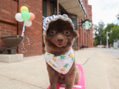 -超宠爱宠物摄影-Super pet