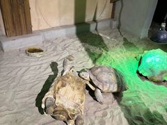 -萌宠奇缘(荣鼎店)