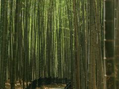 -杭州植物园