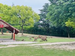 -上海野生动物园