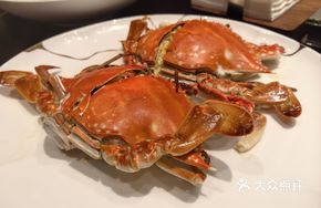 Steamed East China Sea Mantis Shrimp, Halved