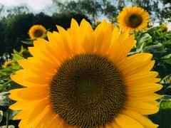 -艾溪湖湿地公园