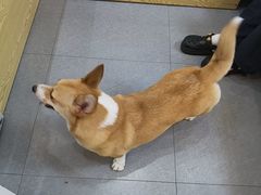 -芭比堂动物医院·心脏科·老年急重症·夜诊·吉雅分院