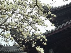 -灵谷景区