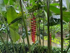 -中国科学院西双版纳热带植物园