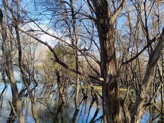 -洱海月湿地公园