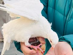 -天津妈祖文化园