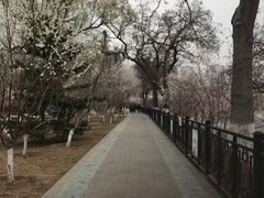 -桃花堤公园