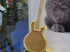 -70cat德文卷毛猫·缅因猫纯种猫舍