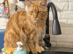 -平行世界·猫咖(首经贸店)
