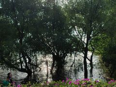 -宝安西湾红树林湿地公园