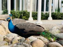 -J Create城市露营咖啡·简餐·宠物(上海动物园店)