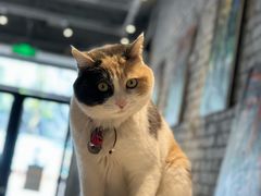 -CENCHI 汵奇咖啡(东四店)