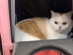 -北京观赏动物医院·24小时大型综合·猫专科·异宠专科