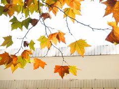 -四川大学(望江校区)
