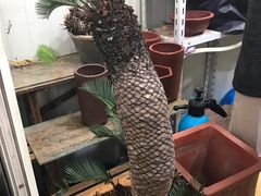 -万商花鸟市场