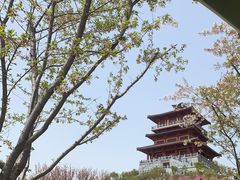 -古柏渡丰乐樱花园