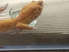 -酷以爬仙阁实体爬宠店·守宫·蜥蜴·专业繁育