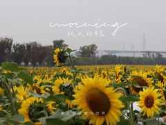 -映月湖中央公园