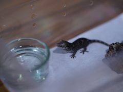 -酷以爬仙阁实体爬宠店·守宫·蜥蜴·专业繁育