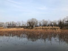 -长兴太湖图影湿地文化园
