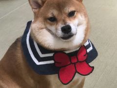-逗柴咖啡屋·狗咖猫咖宠物桌游