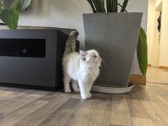 -柚子猫舍·精品猫舍购猫·猫咪认养·购宠·宠物店