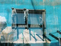 -青藏高原野生动物园