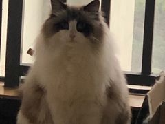 -柚子猫舍·精品猫舍购猫·猫咪认养·购宠·宠物店