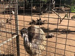 -费瑟代尔野生动物园