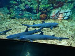 -上海海昌海洋公园