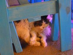 猫咪-Sirena海妖日咖夜酒