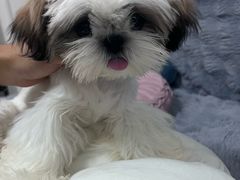 -翊宠yipet猫狗购宠庄园犬舍•猫舍