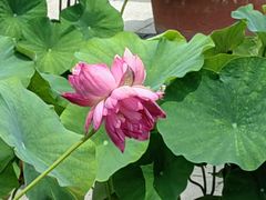 -莲花池公园