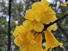 -天适樱花悠乐园