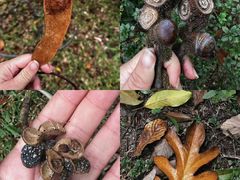 -中国科学院华南植物园