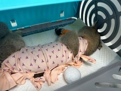 -纳吉亚猫专科动物诊疗中心(蒋宅口分院)