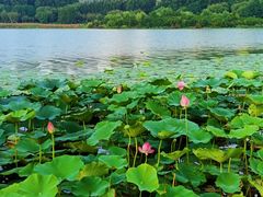 -丁香湖公园