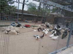 -上美四季动物农场
