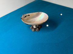 -青岛贝壳博物馆