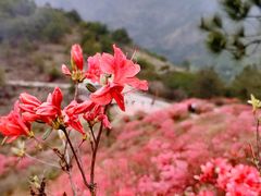 -木兰云雾山